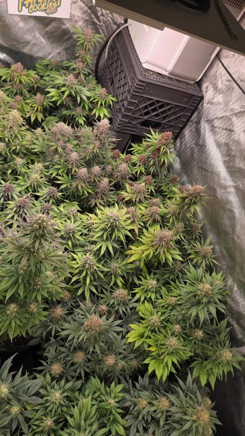 FrostBangerAuto. Week 7