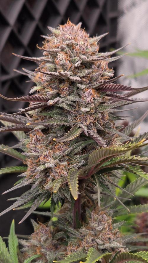 FrostBangerAuto. Week 7