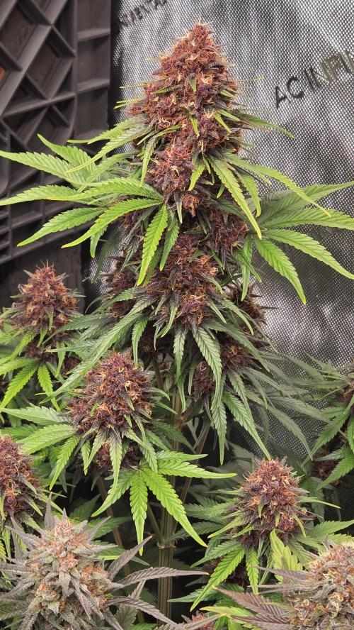 FrostBangerAuto. Week 7