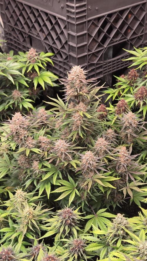 FrostBangerAuto. Week 7