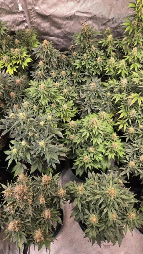 SuperBoofAuto. Week 7