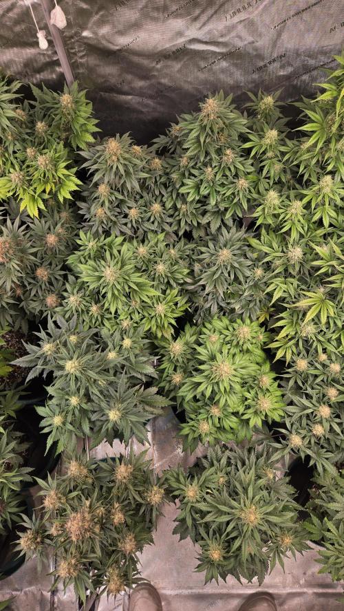 SuperBoofAuto. Week 7