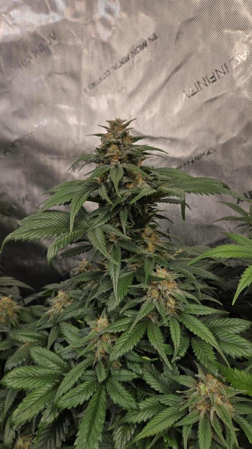 SuperBoofAuto. Week 7