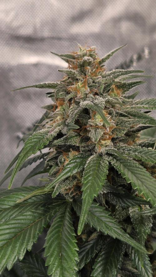 SuperBoofAuto. Week 7