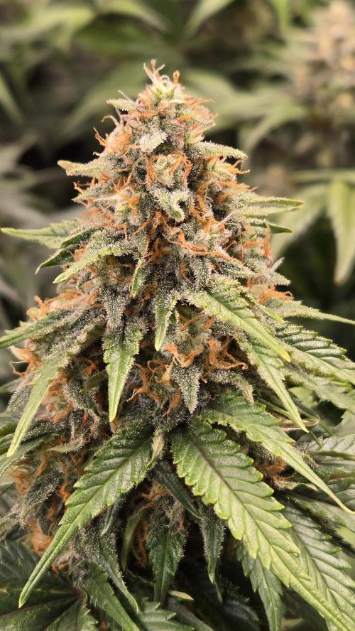 SuperBoofAuto. Week 7