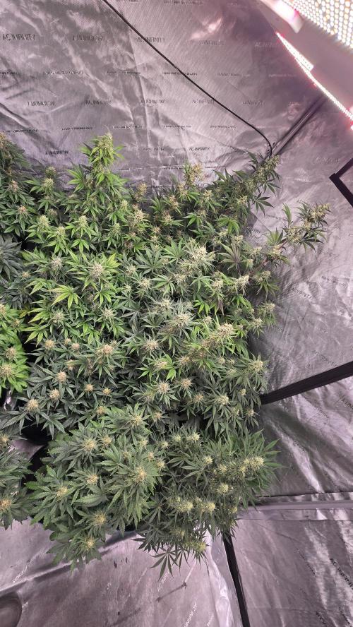 AppleStrudelAuto. Week 7