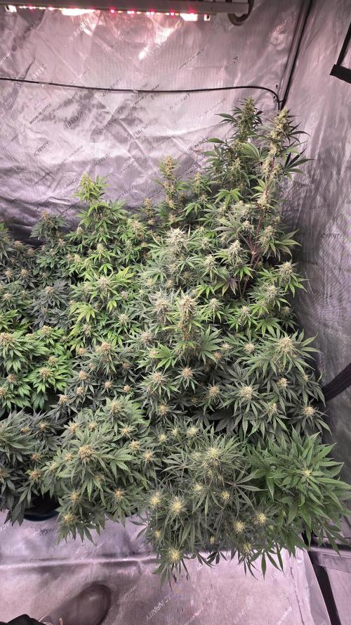 AppleStrudelAuto. Week 7