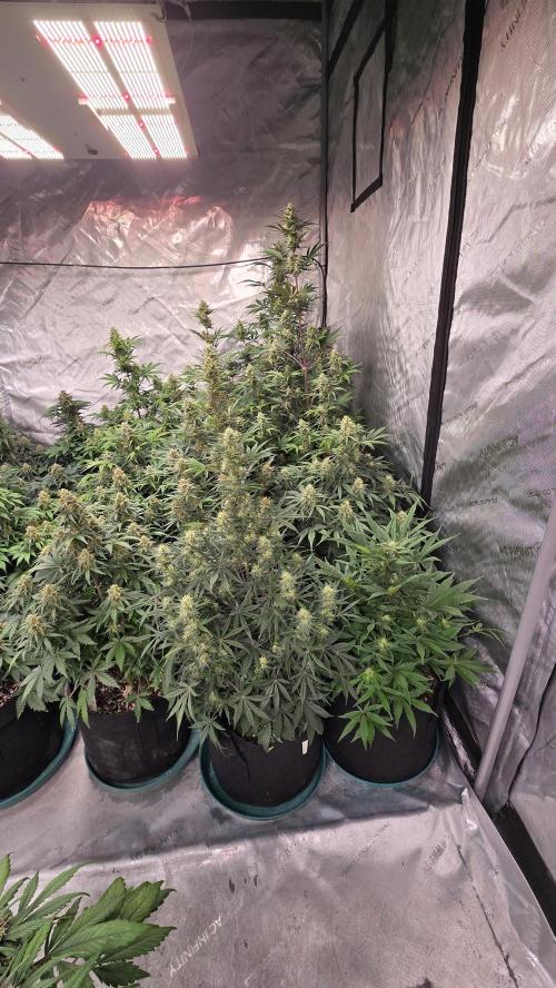 AppleStrudelAuto. Week 7