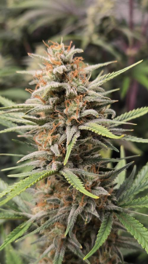 AppleStrudelAuto. Week 7