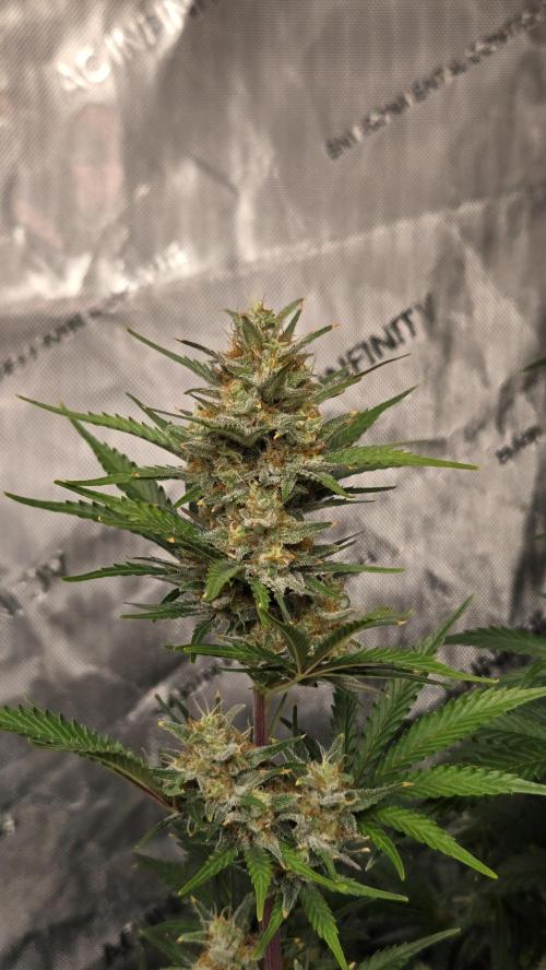 AppleStrudelAuto. Week 7