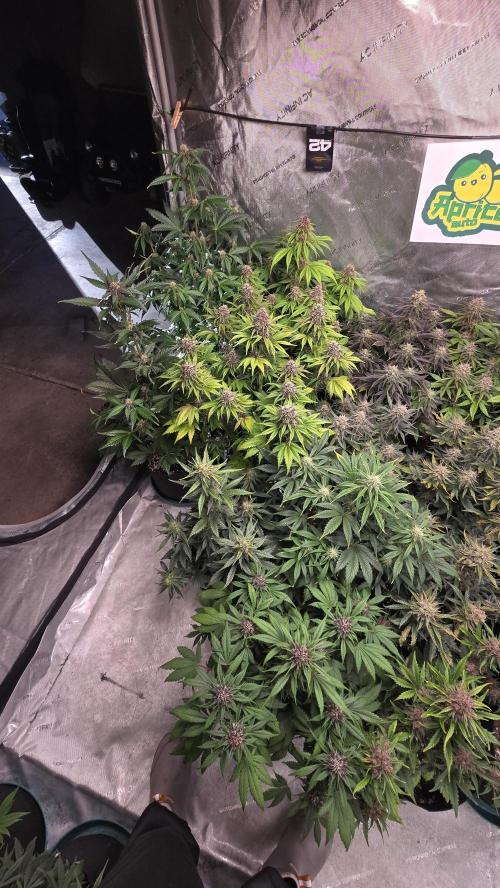 Banana Purple Punch Auto (RF3). Week 6