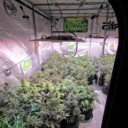 Banana Purple Punch Auto (RF3)