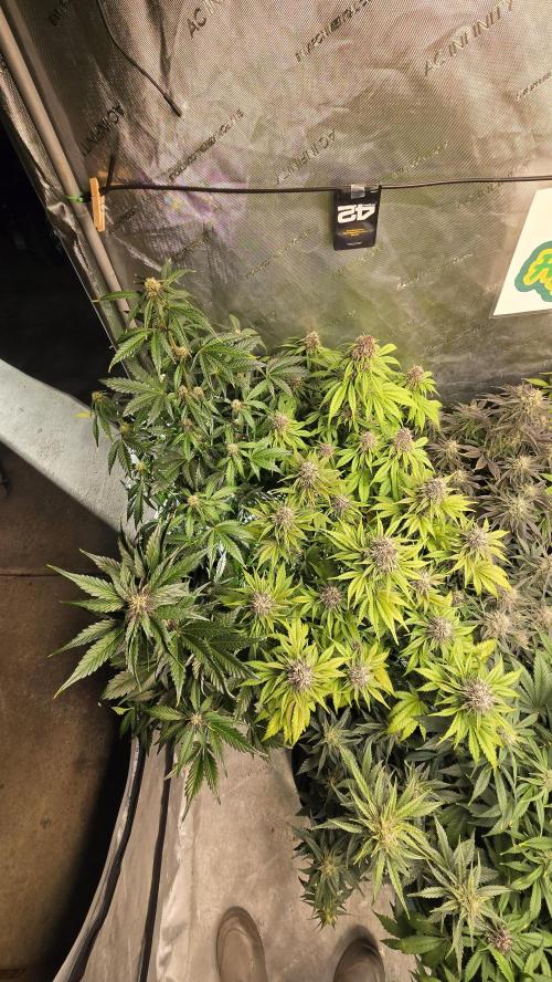 Banana Purple Punch Auto (RF3). Week 6