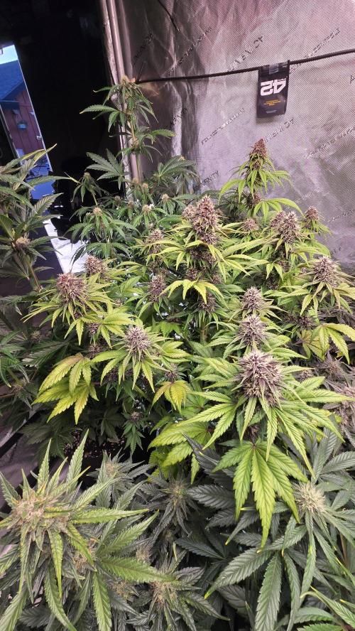 Banana Purple Punch Auto (RF3). Week 6