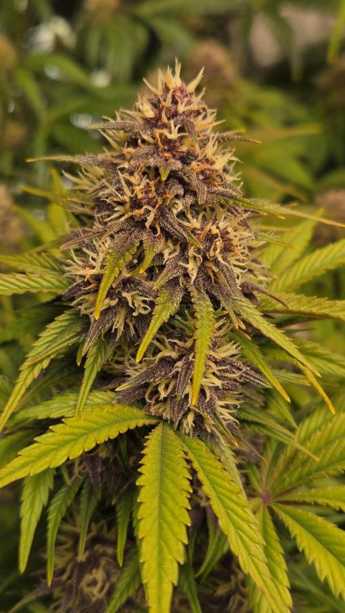 Banana Purple Punch Auto (RF3). Week 6