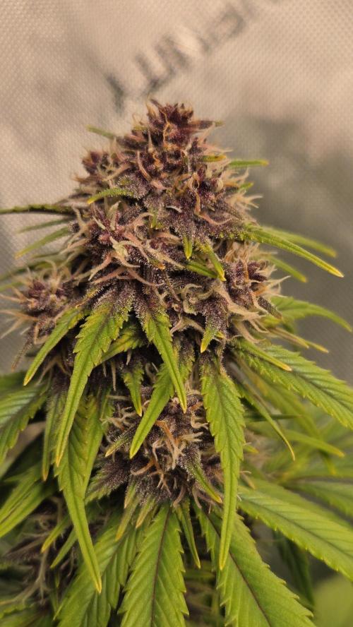 Banana Purple Punch Auto (RF3). Week 6