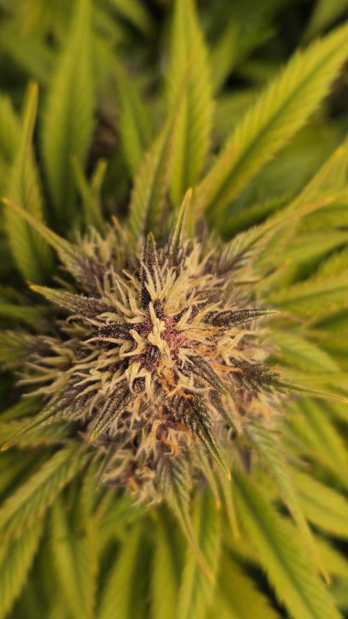 Banana Purple Punch Auto (RF3). Week 6