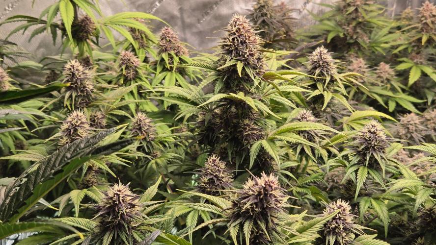 Banana Purple Punch Auto (RF3). Week 6