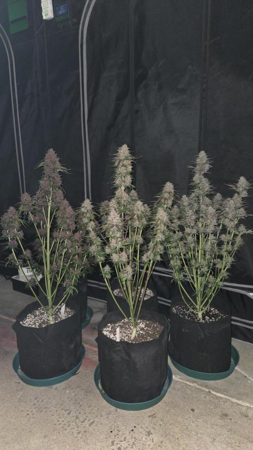 FrostBangerAuto. Week 8