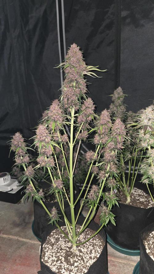 FrostBangerAuto. Week 8