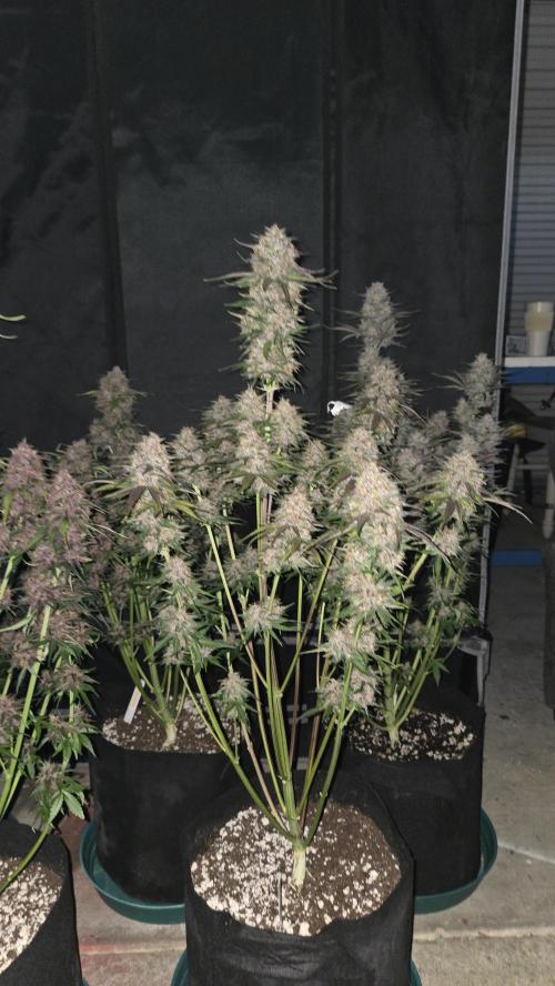 FrostBangerAuto. Week 8