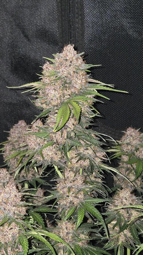 FrostBangerAuto. Week 8