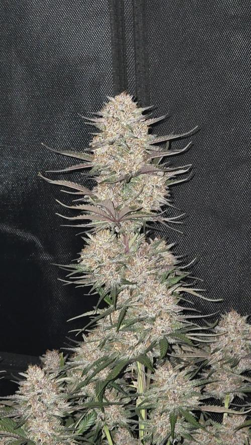 FrostBangerAuto. Week 8