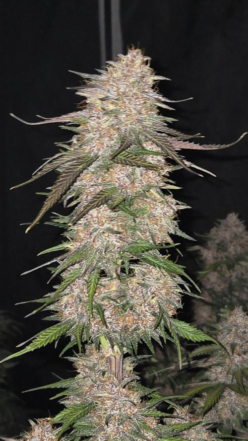 FrostBangerAuto. Week 8