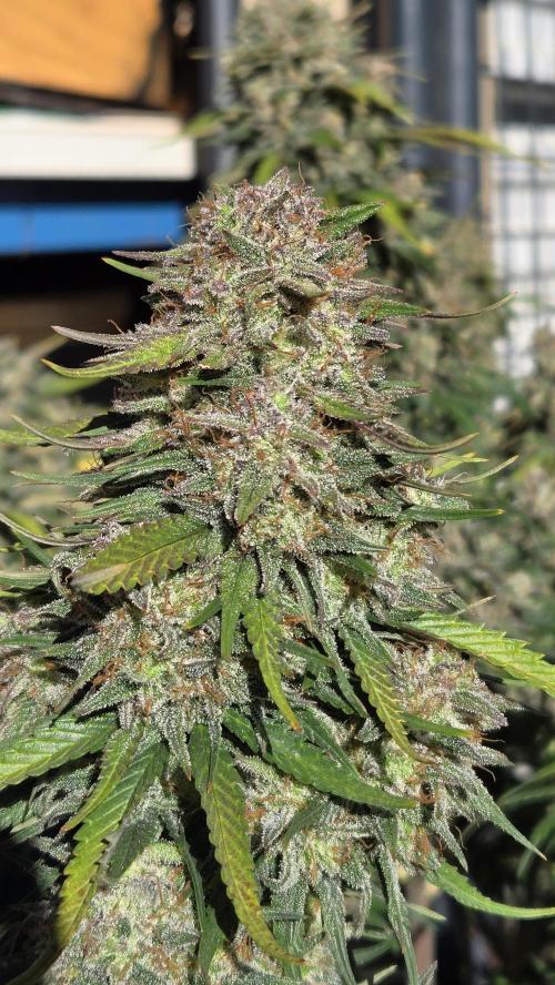 PapayaCookiesAuto. Week 8