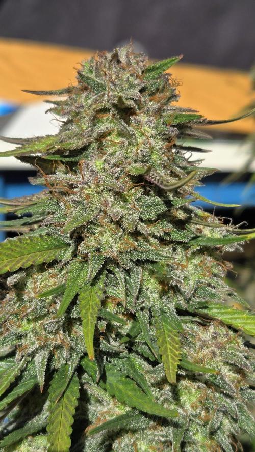 PapayaCookiesAuto. Week 8