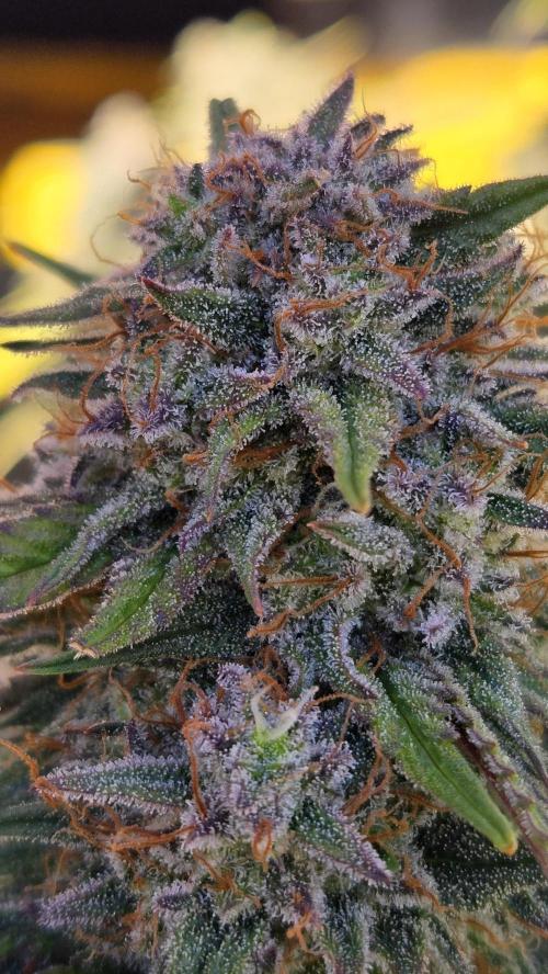 PapayaCookiesAuto. Week 8