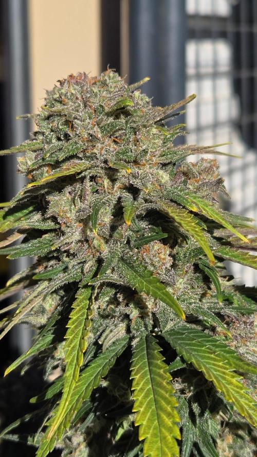 PapayaCookiesAuto. Week 8