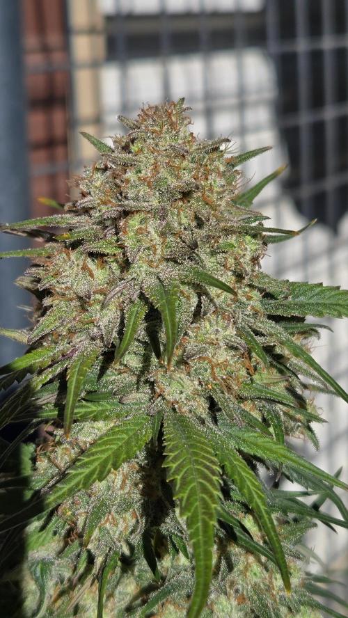 PapayaCookiesAuto. Week 8