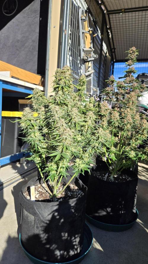 PapayaCookiesAuto. Week 8