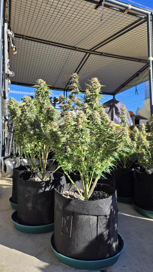 PapayaCookiesAuto. Week 8