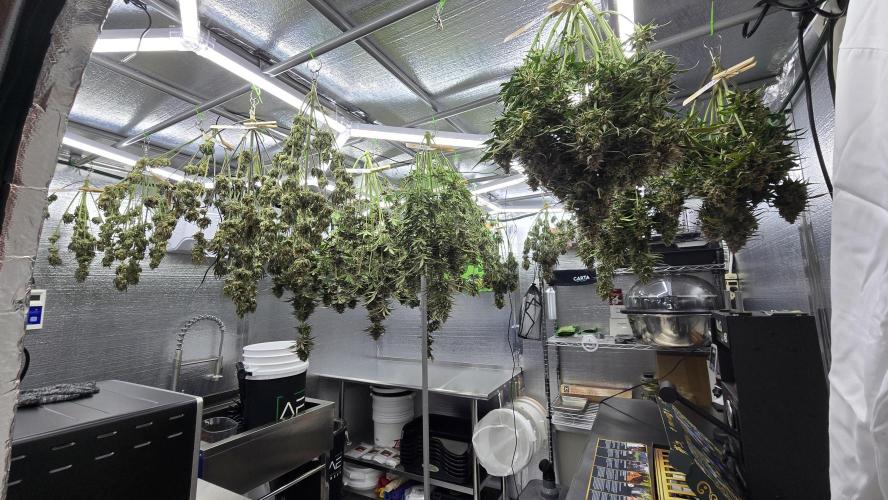 PapayaCookiesAuto. Week 8