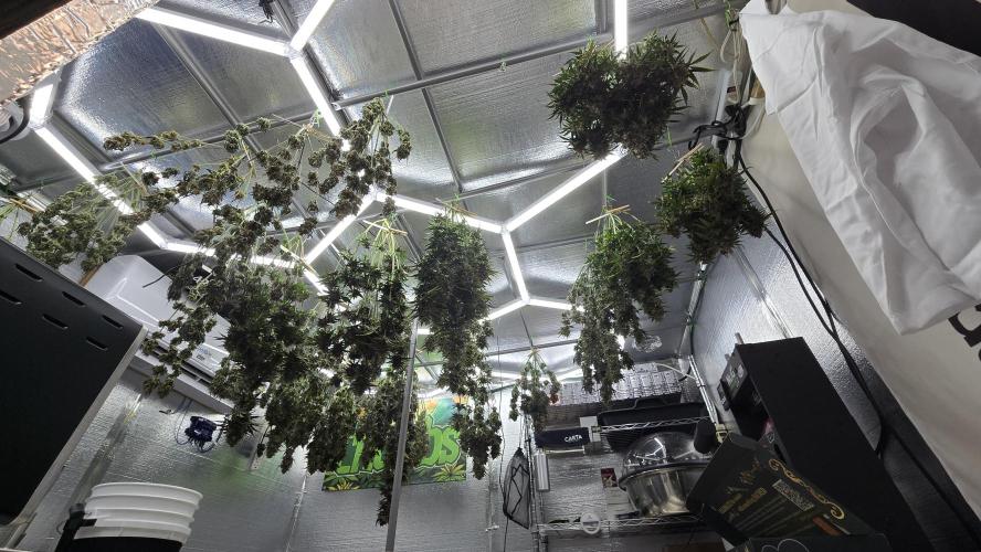 PapayaCookiesAuto. Week 8