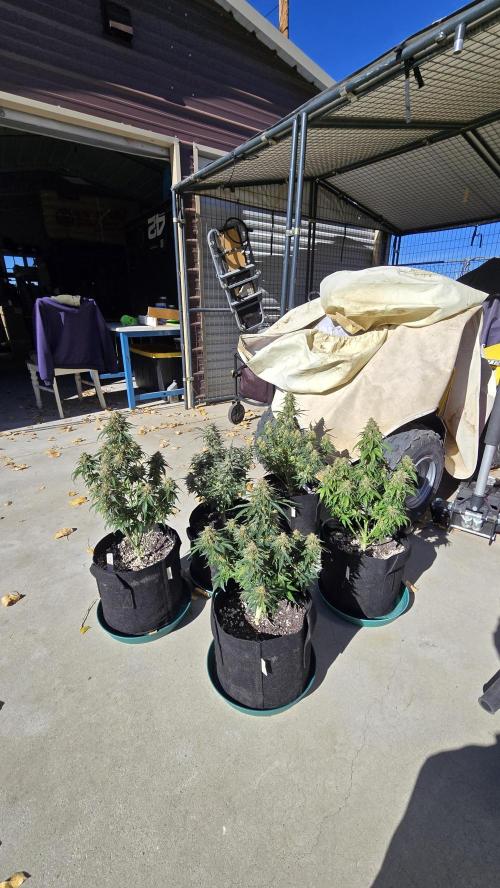 SuperBoofAuto. Week 8