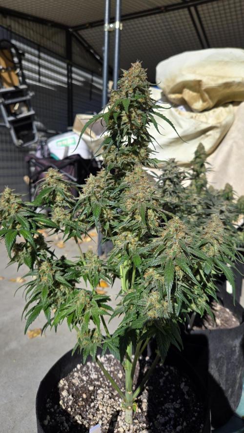 SuperBoofAuto. Week 8