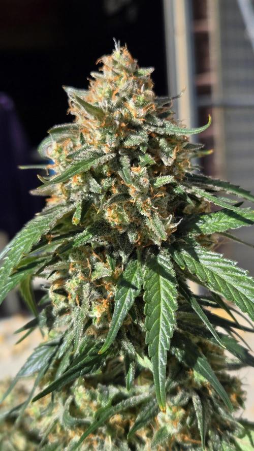 SuperBoofAuto. Week 8