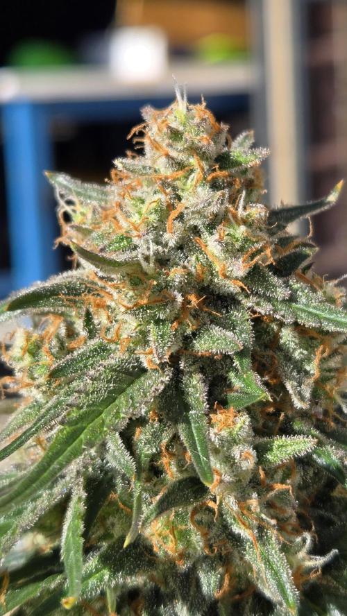 SuperBoofAuto. Week 8