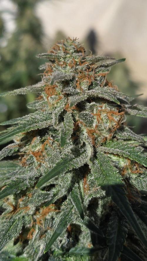 SuperBoofAuto. Week 8