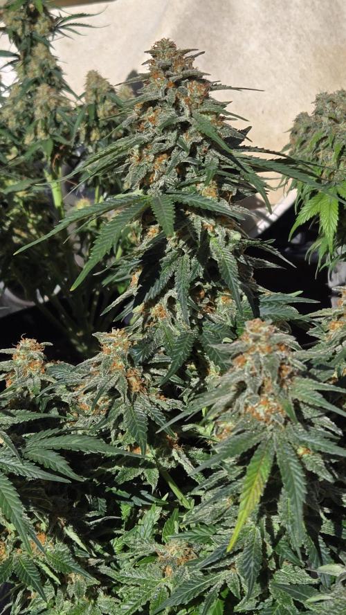 SuperBoofAuto. Week 8