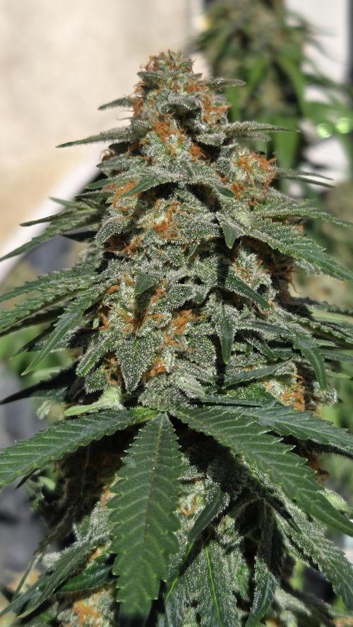 SuperBoofAuto. Week 8