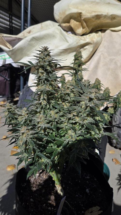 SuperBoofAuto. Week 8