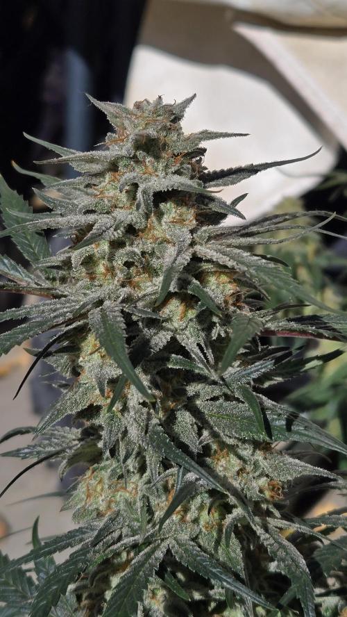 SuperBoofAuto. Week 8