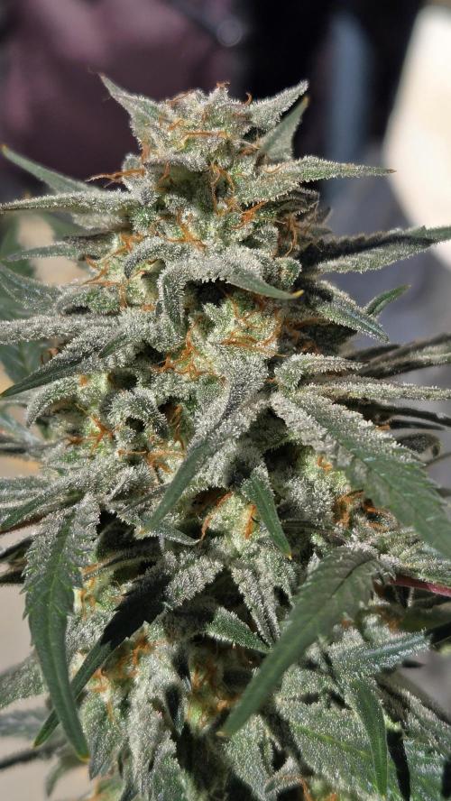 SuperBoofAuto. Week 8