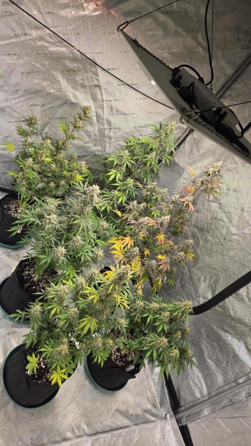 AppleStrudelAuto. Week 8