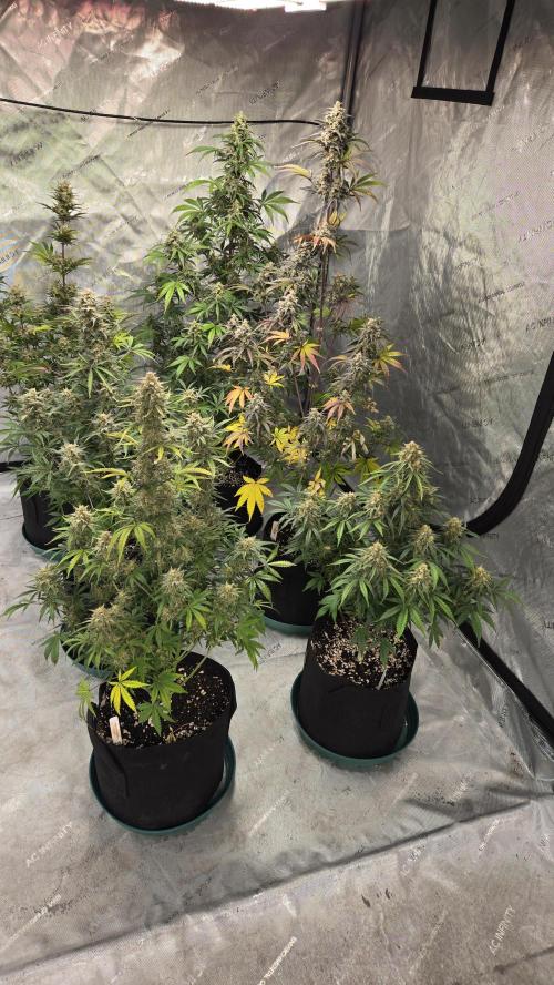 AppleStrudelAuto. Week 8