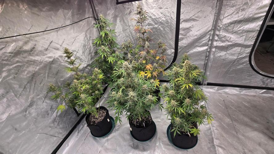 AppleStrudelAuto. Week 8